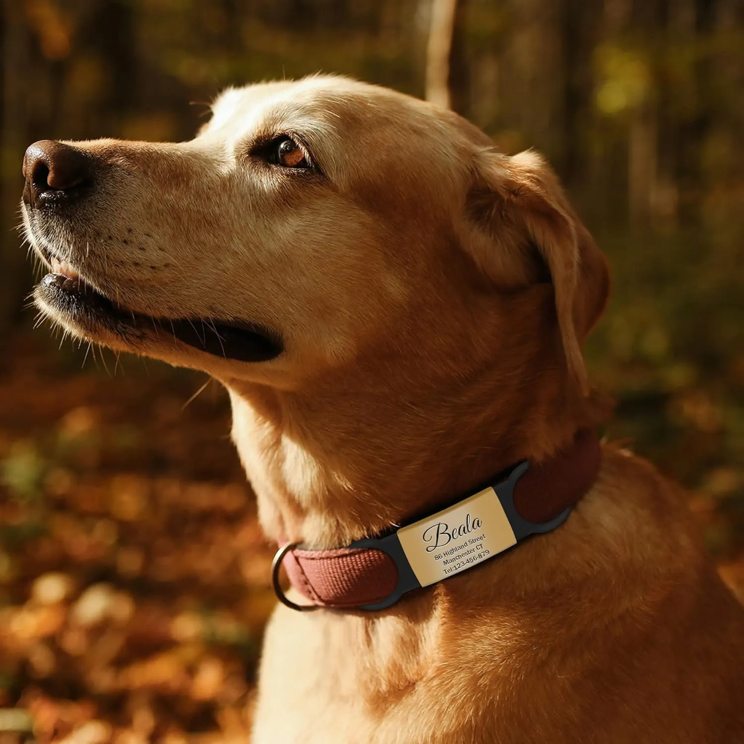 2 Pack Personalized Dog Tag, Slide-On Pet ID Tags,Stainless Steel Dog Tags, No Jingle Slide on Cat ID Tag, Custom Engraved No Noise Animal Identification Tag(L Gold)