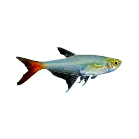 Glass Bloodfin Tetra