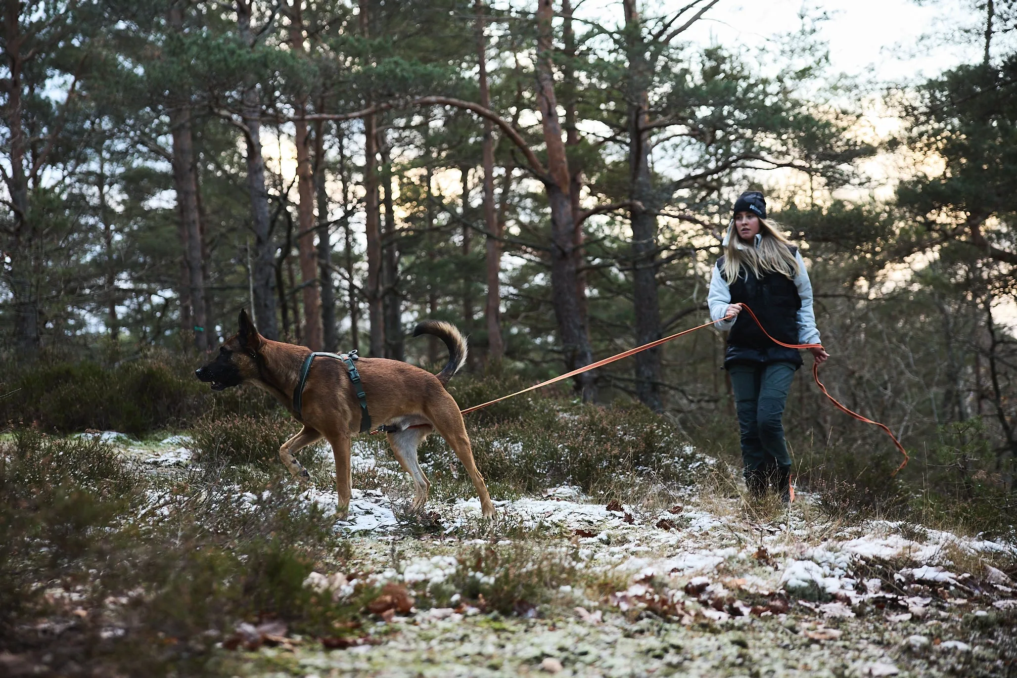 Non-Stop Dog Wear: Friction Long Line
