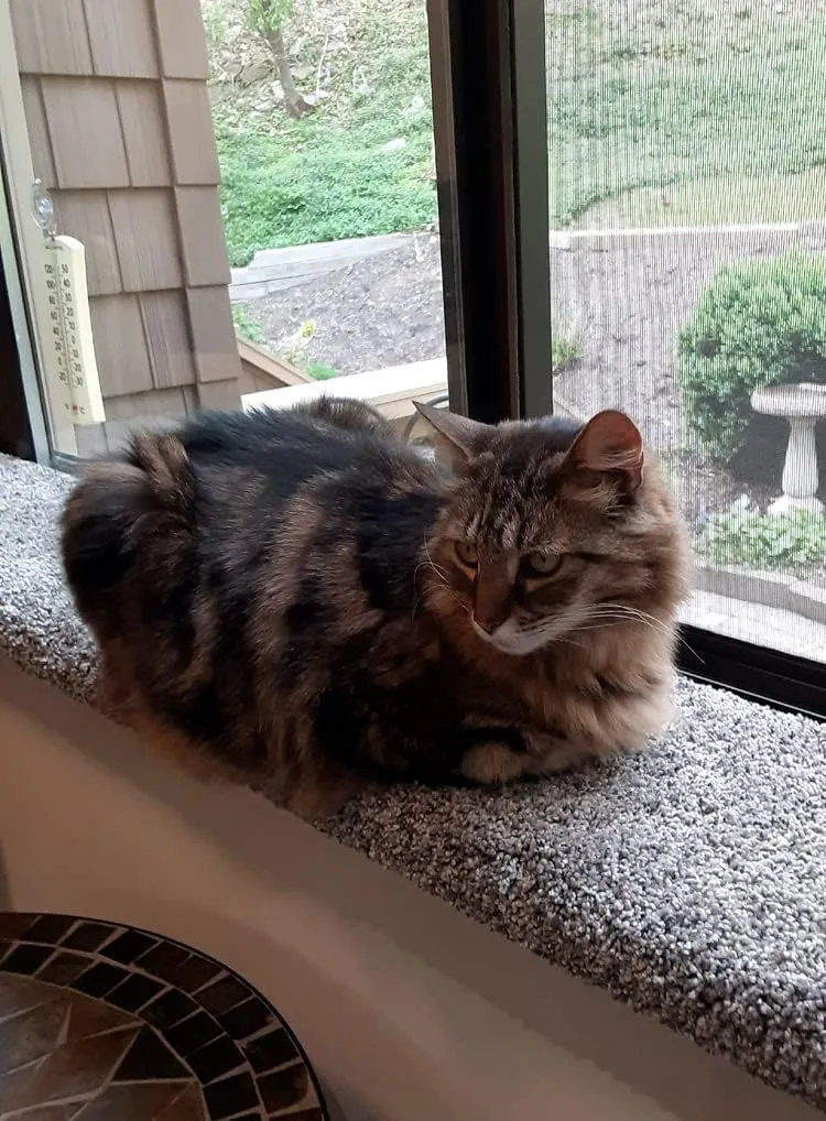 PURRCHED Cat Perch - Carpeted Window Seat, Sturdy and Easy to Install